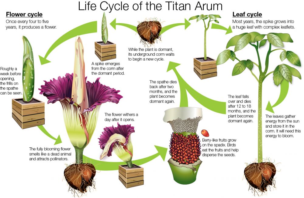 Fakta Bunga Titan Arum, Bunga Tertinggi Di Dunia